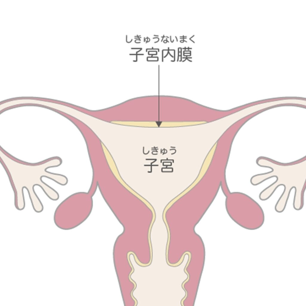 子宮 
